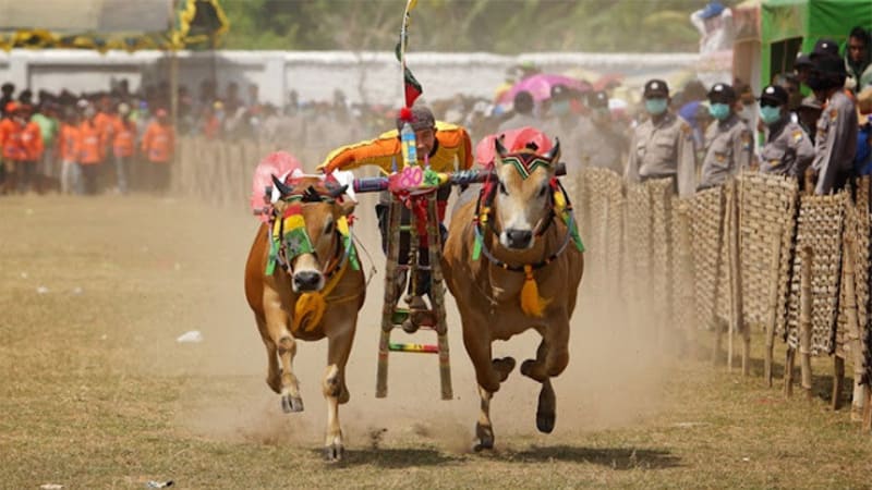 karapan sapi madura
