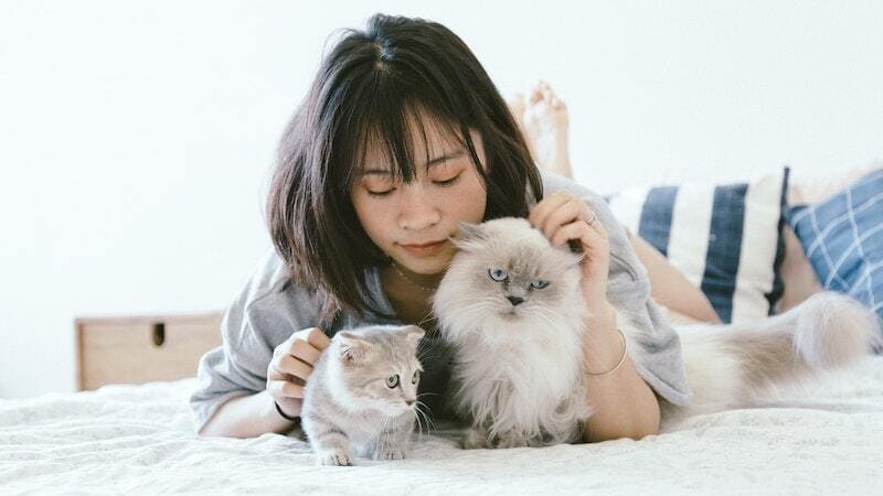 Cara Membasmi Kutu Kucing