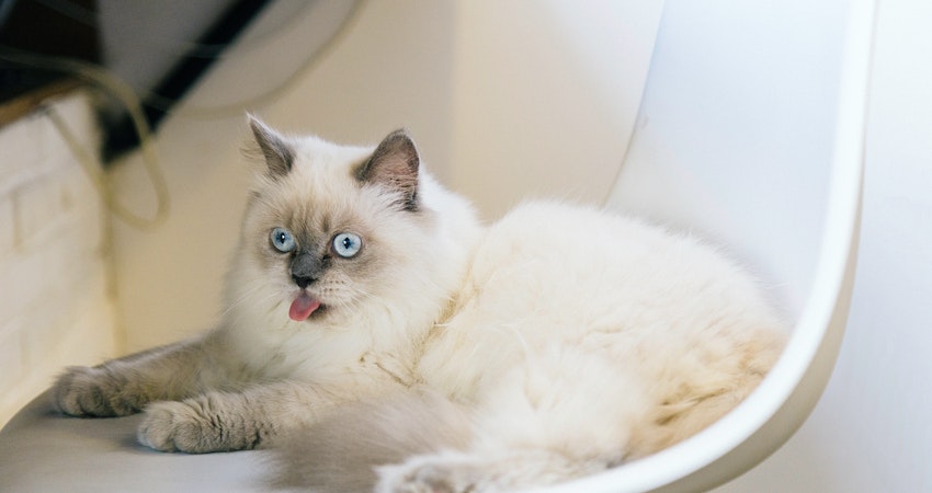 ciri ciri kucing hamil