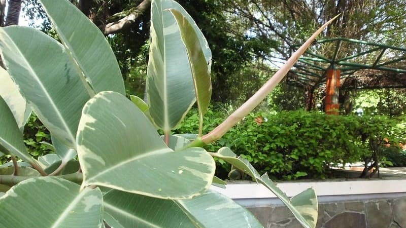 Manfaat Daun Karet Kebo