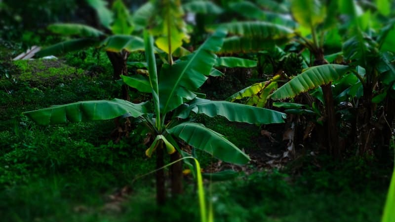Pohon Pisang Berkembang Biak