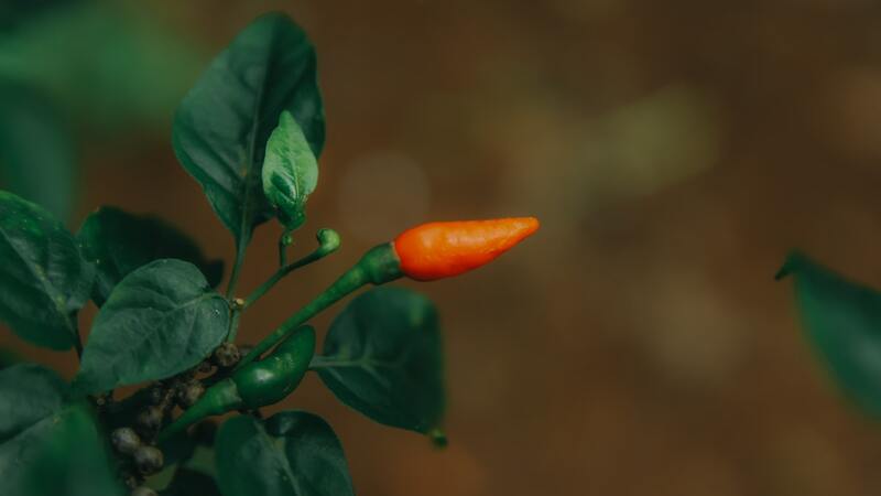 cara menanam cabe