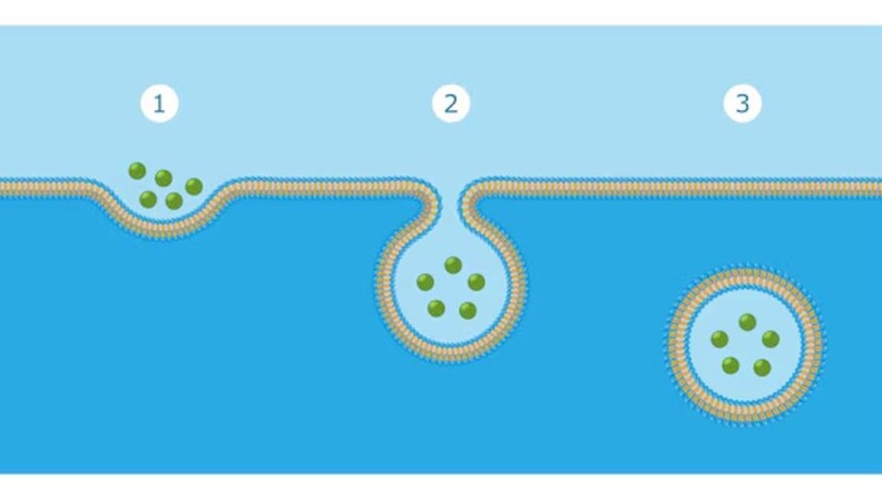 eksositosis