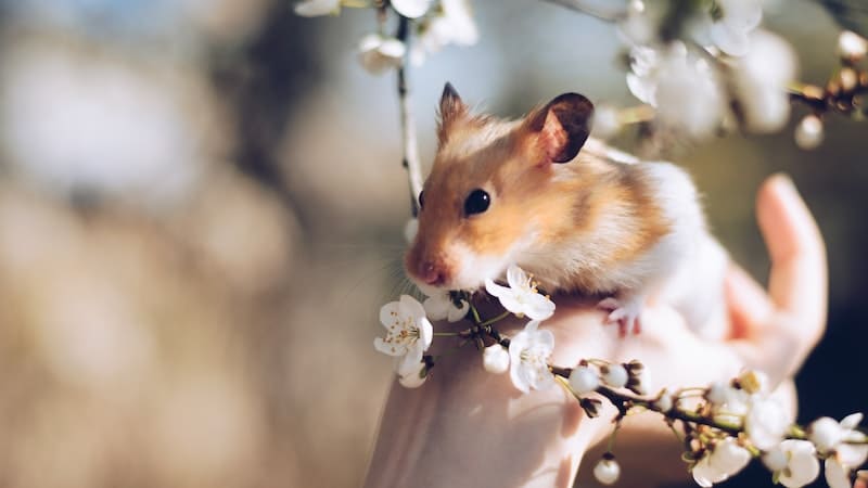 hamster hamil
