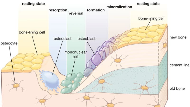 osteoklas