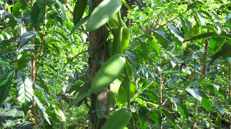 vanili