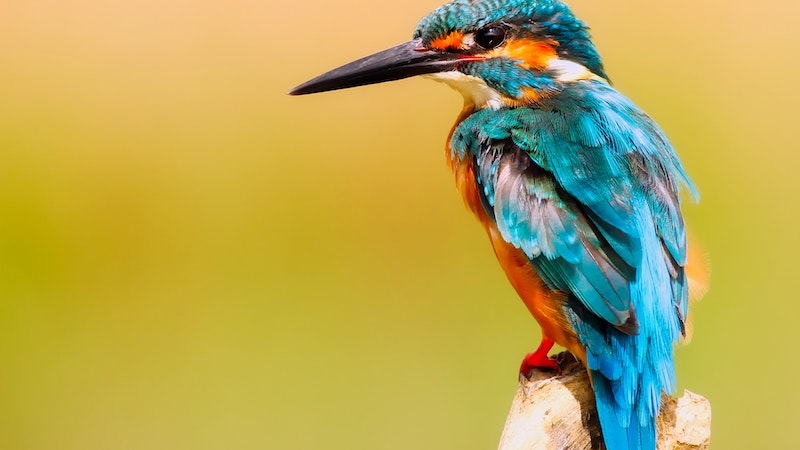 Jenis Burung yang Dilindungi di Indonesia