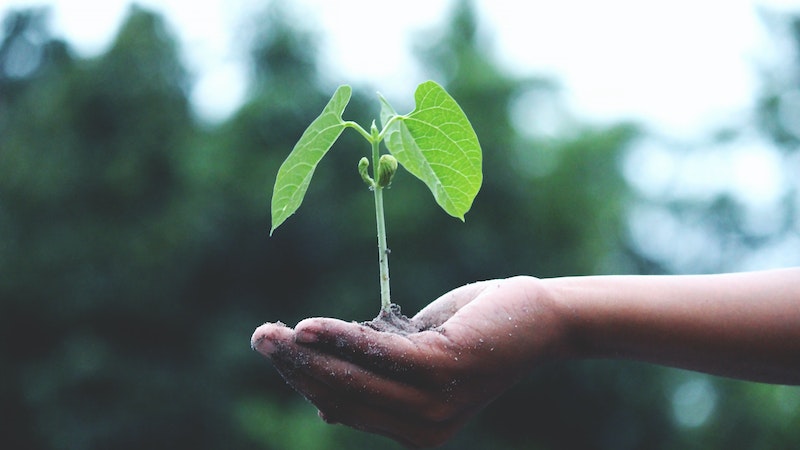 Organic Matter