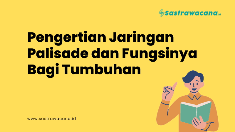 jaringan palisade
