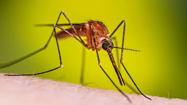 nyamuk anopheles