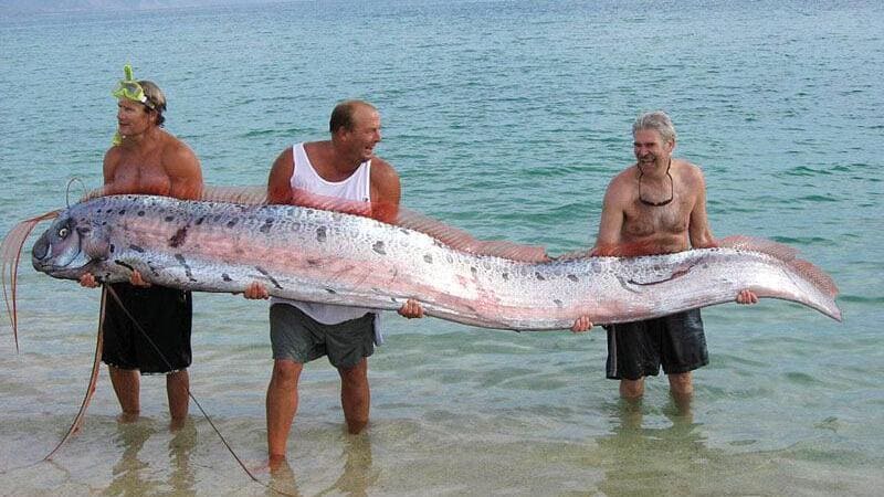 Oarfish