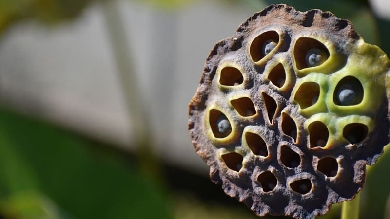 Trypophobia