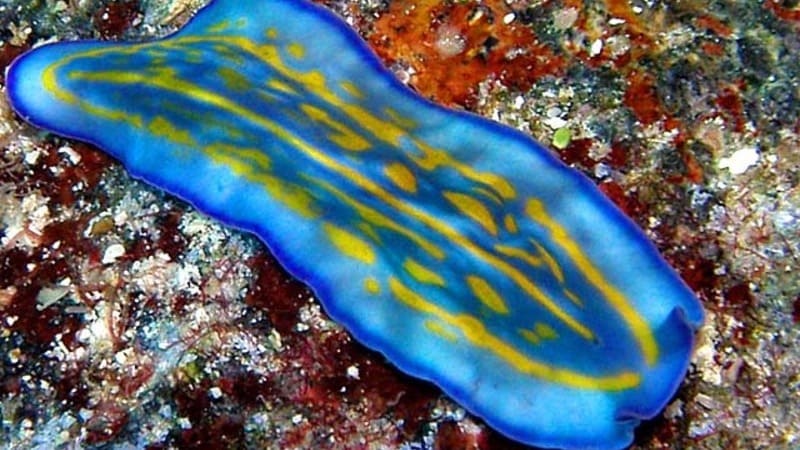 platyhelminthes