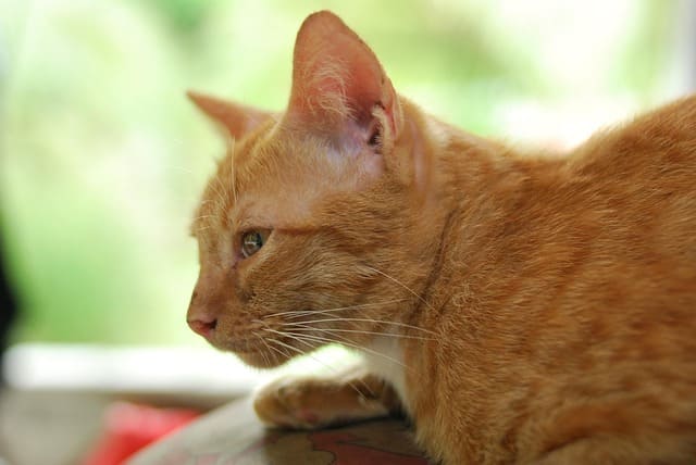 ciri ciri kucing stres