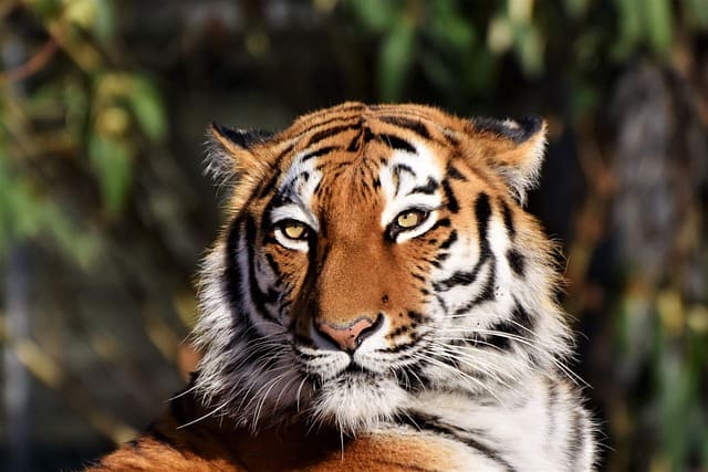 Harimau Jawa