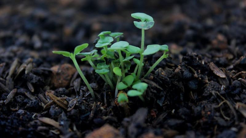 soil food