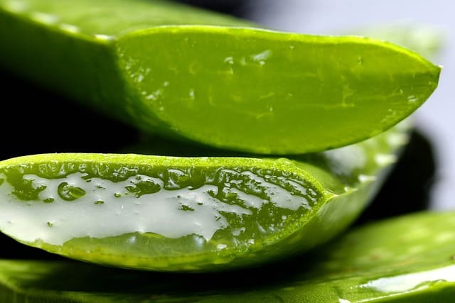 Manfaat Lidah Buaya untuk Menghilangkan Ketombe