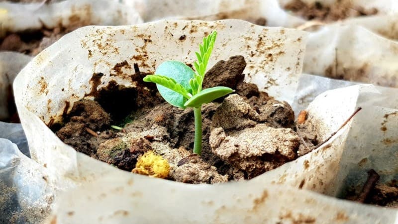 Asal Terbentuknya Buah pada Tanaman