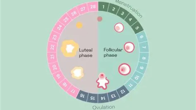 Proses Terjadinya Menstruasi