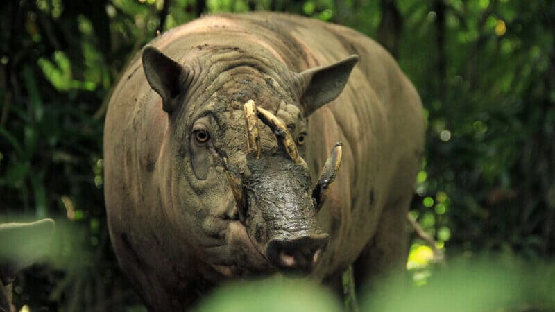 babi rusa jantan