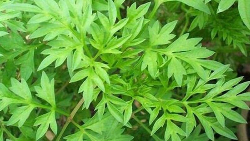 daun kenikir