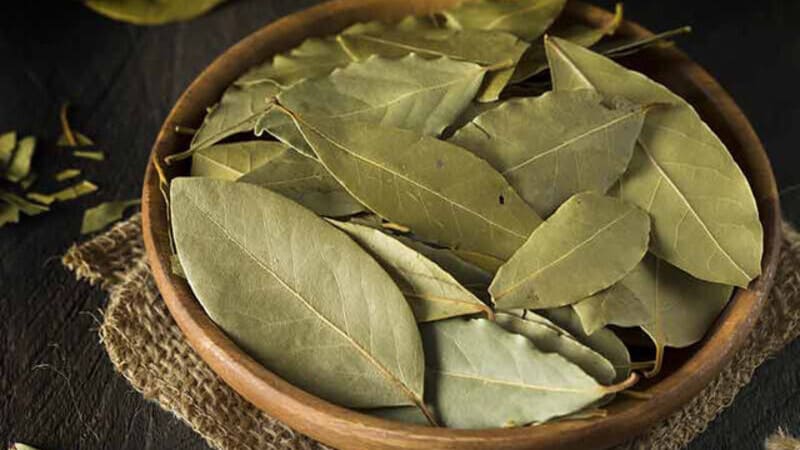daun salam