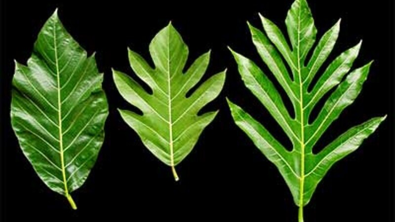 daun sukun
