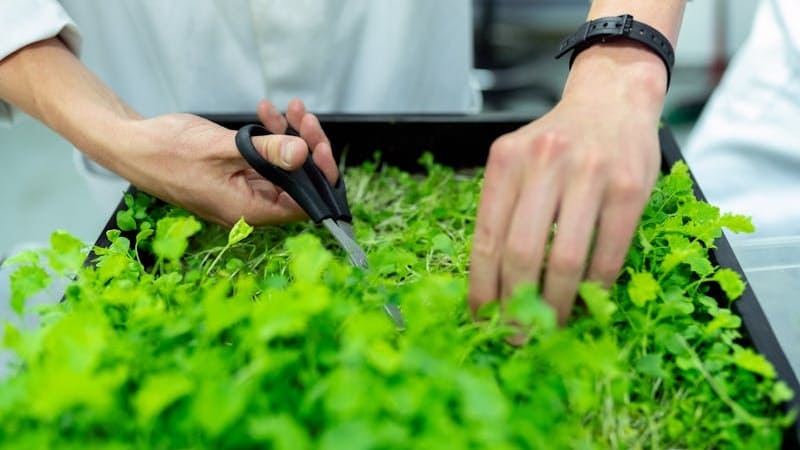 green jobs